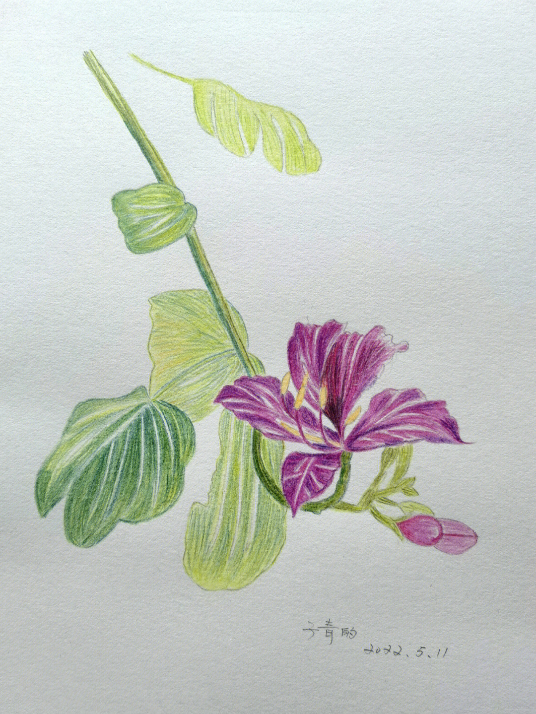 紫荆花怎么画彩铅图片