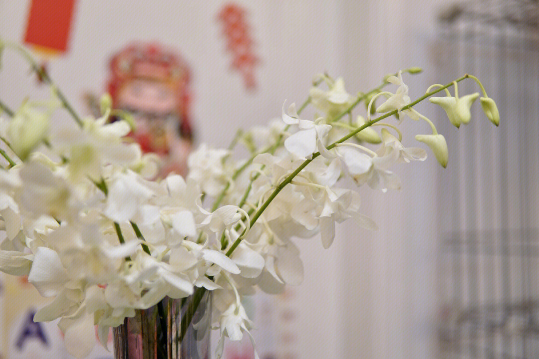 白色洋兰的花语图片
