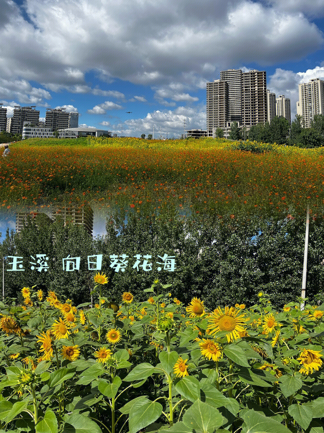 玉溪花海网红地图片