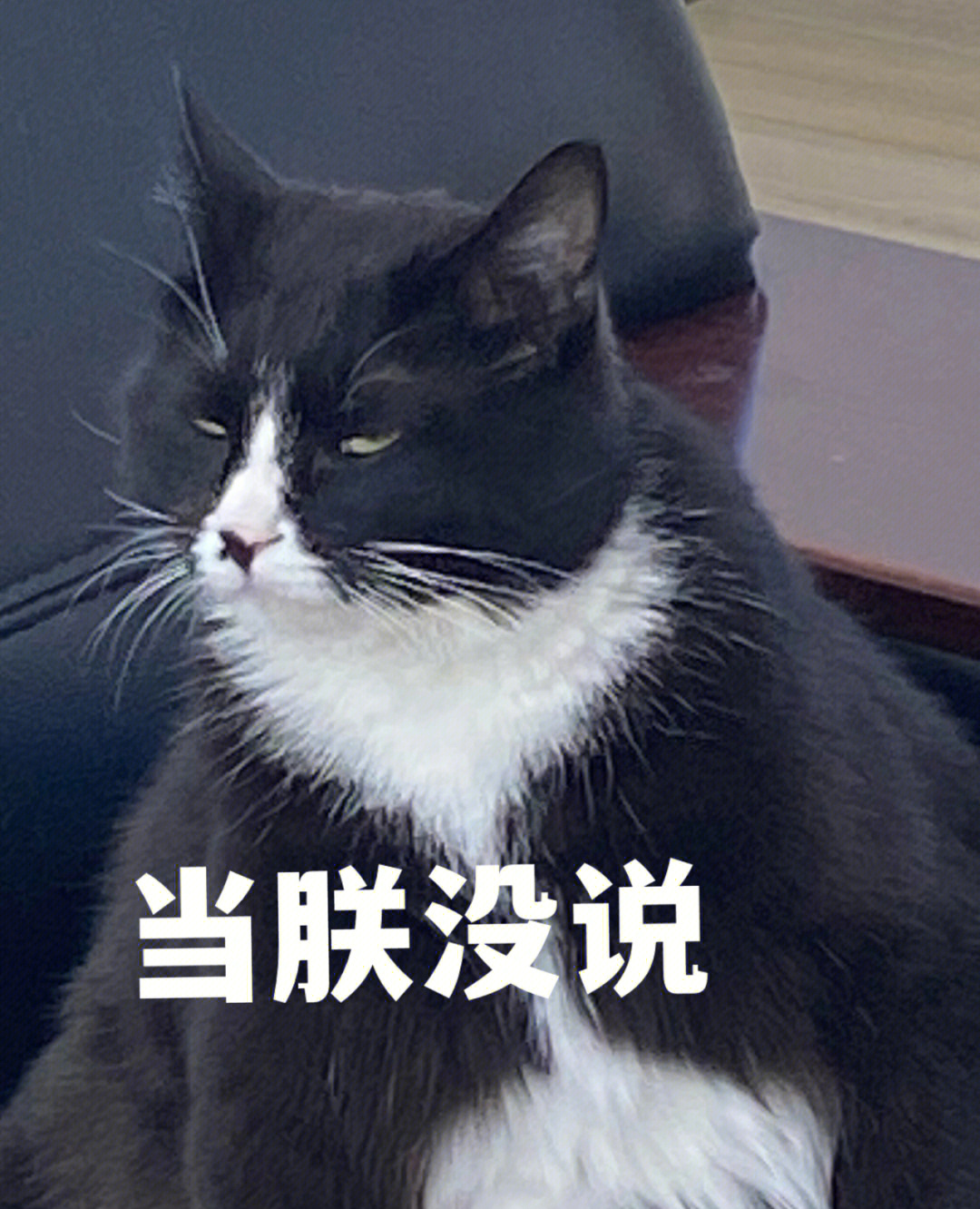 猫小黑表情包1