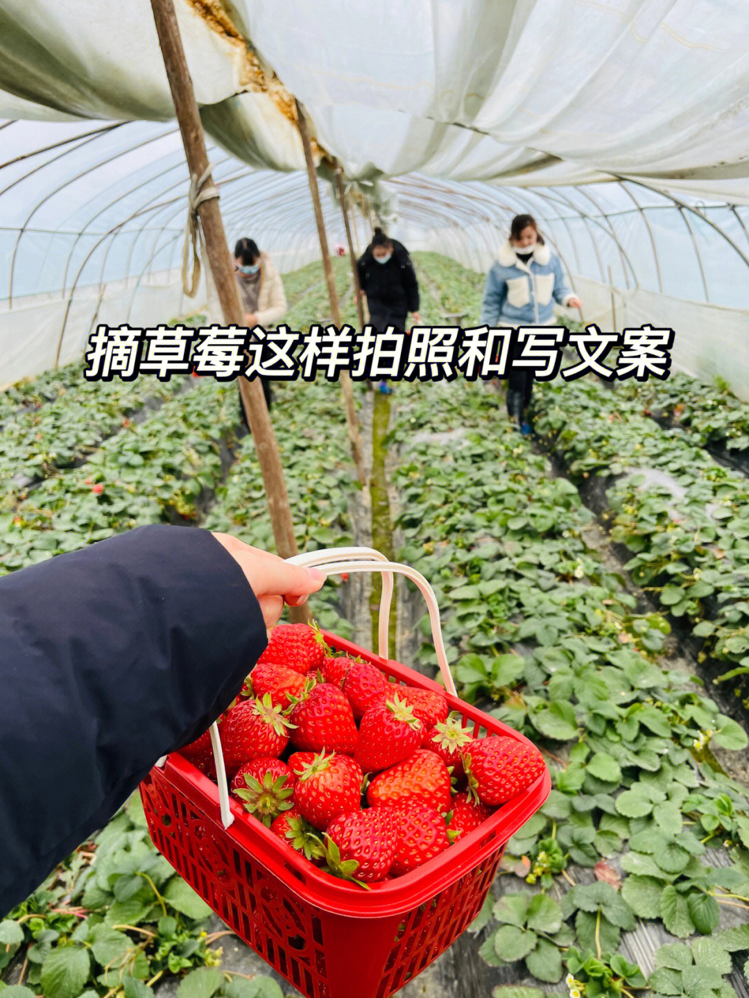 摘草莓拍照高级文案朋友圈这样发