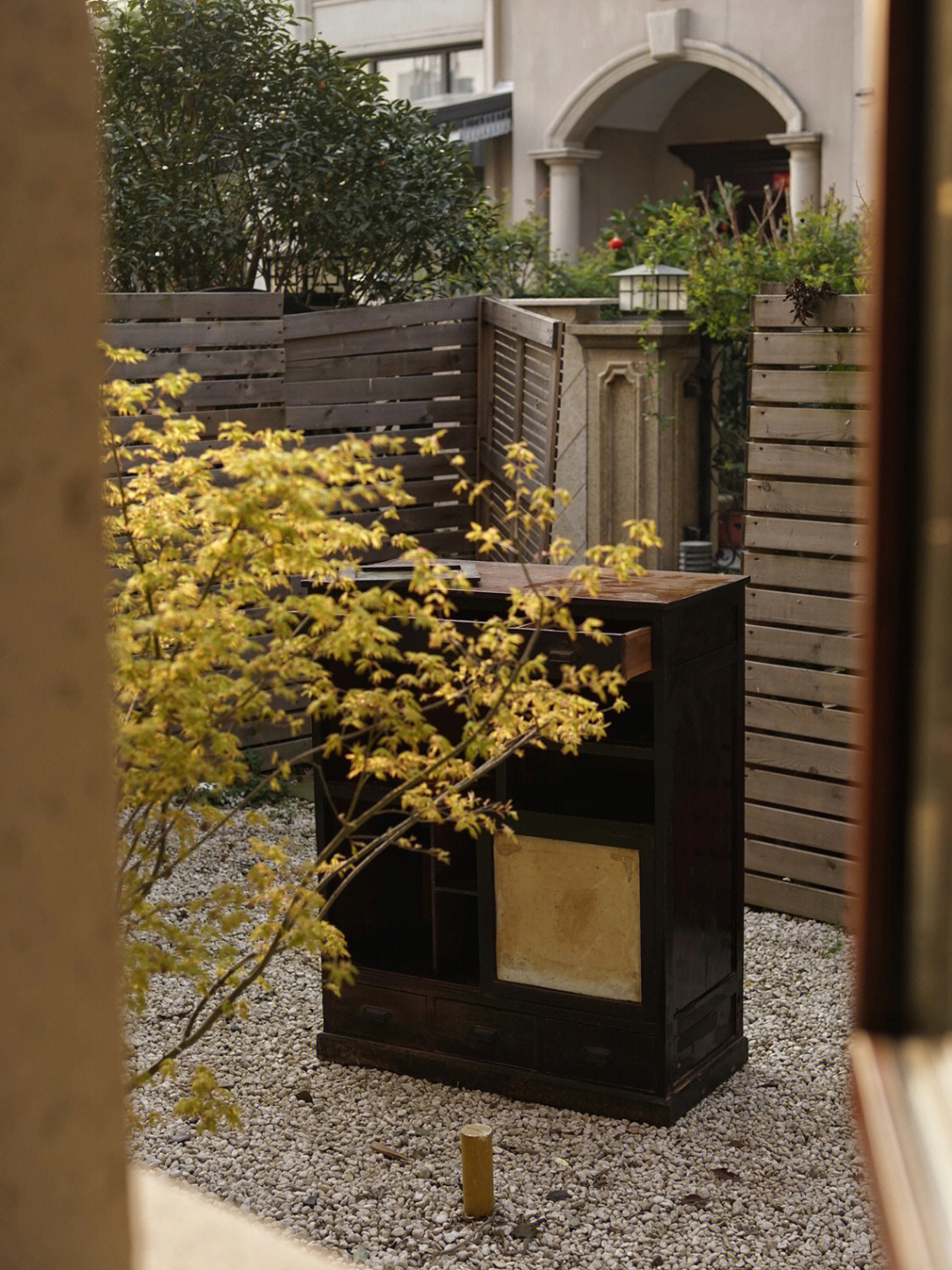 窗外的枫树和那擦洗完晒太阳的民国茶柜