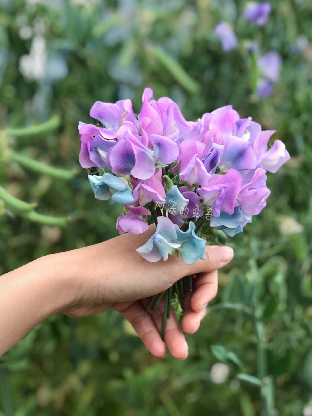 香豌豆花期图片