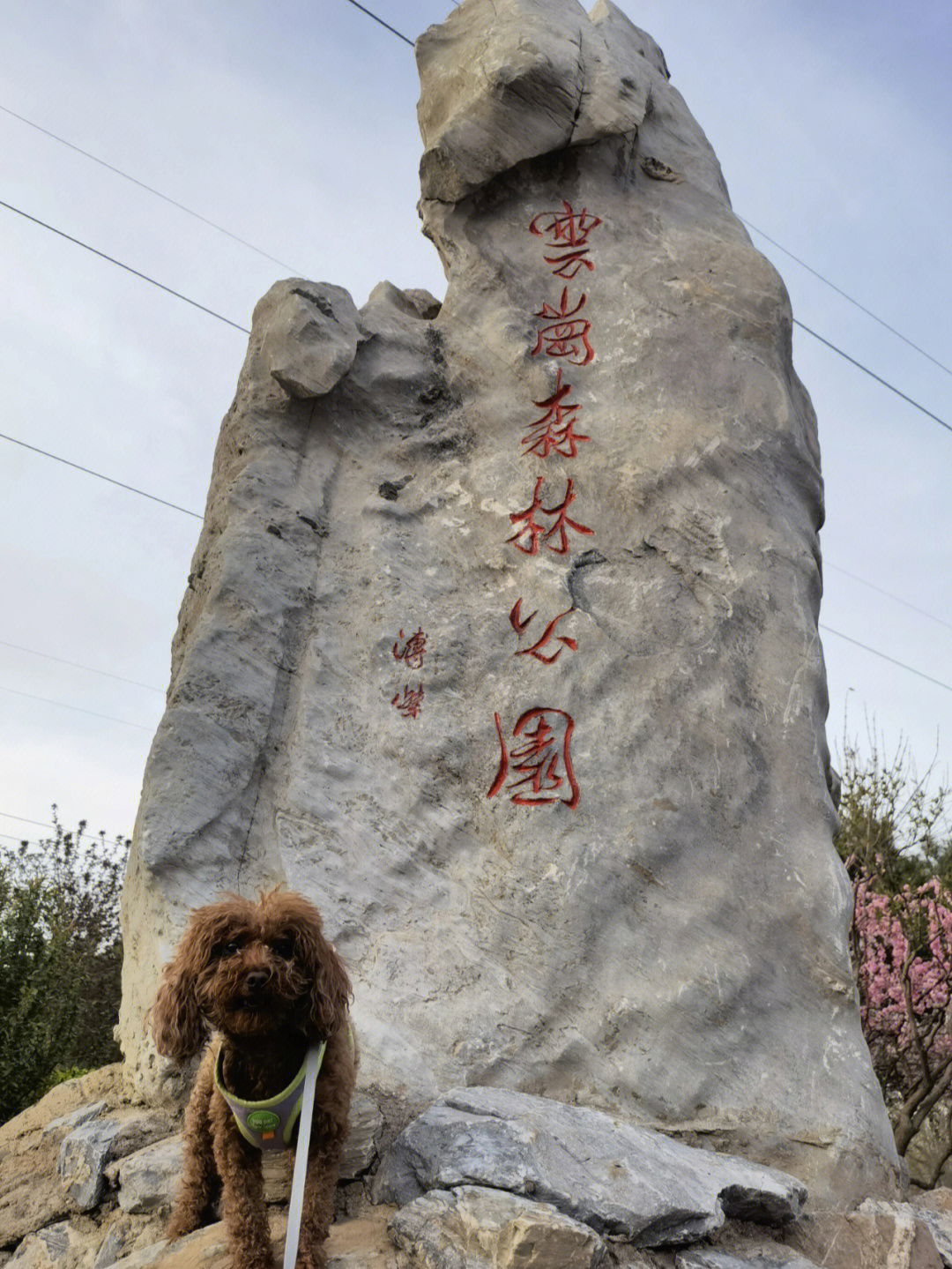 北京可以带狗的公园图片