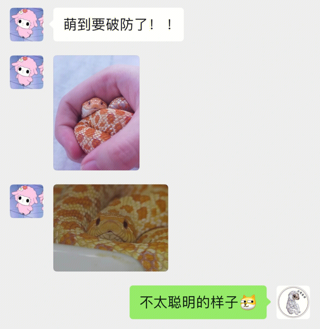 阔阔爱爱小脑袋瓜