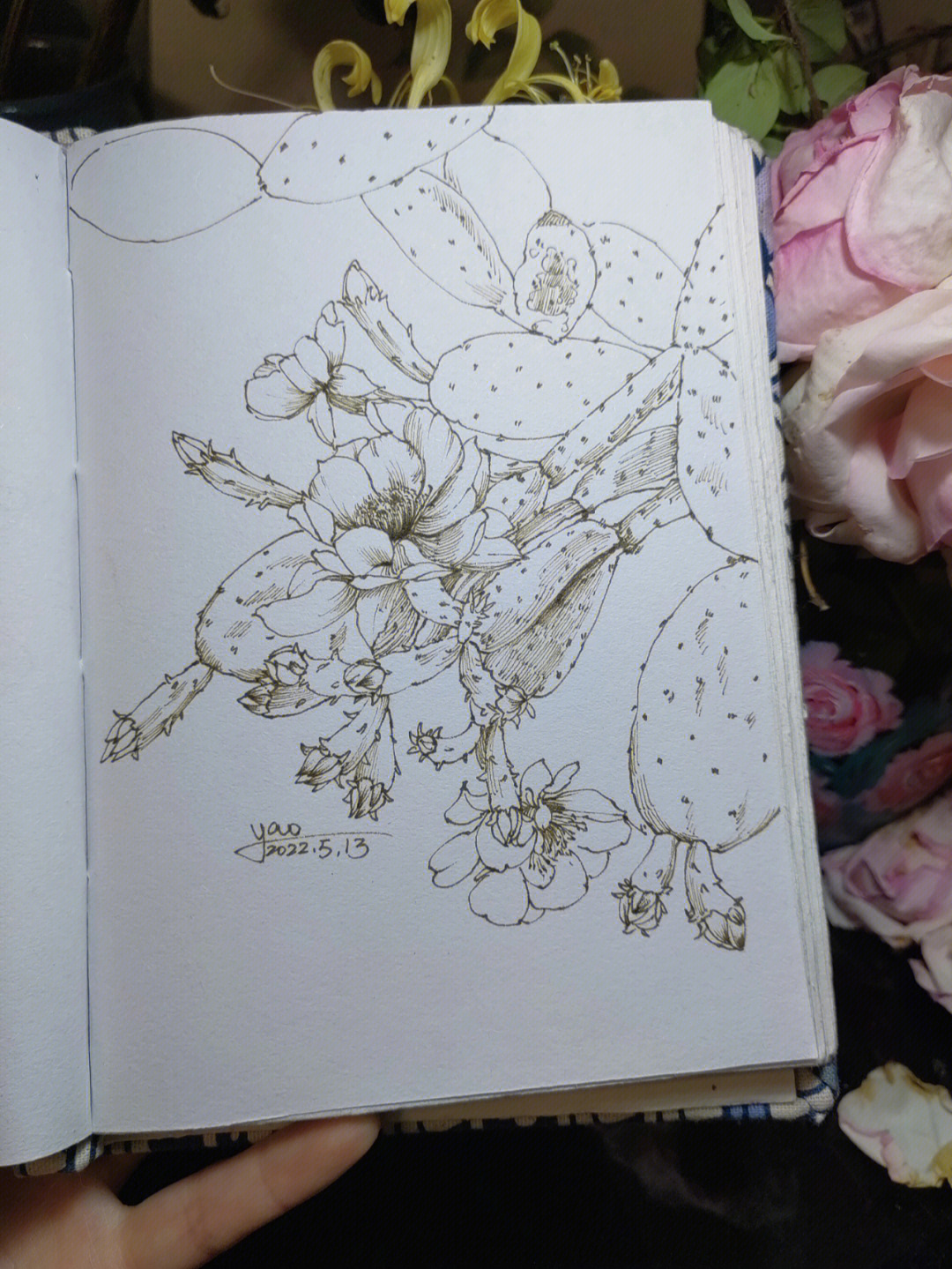 仙人掌素描画法图片