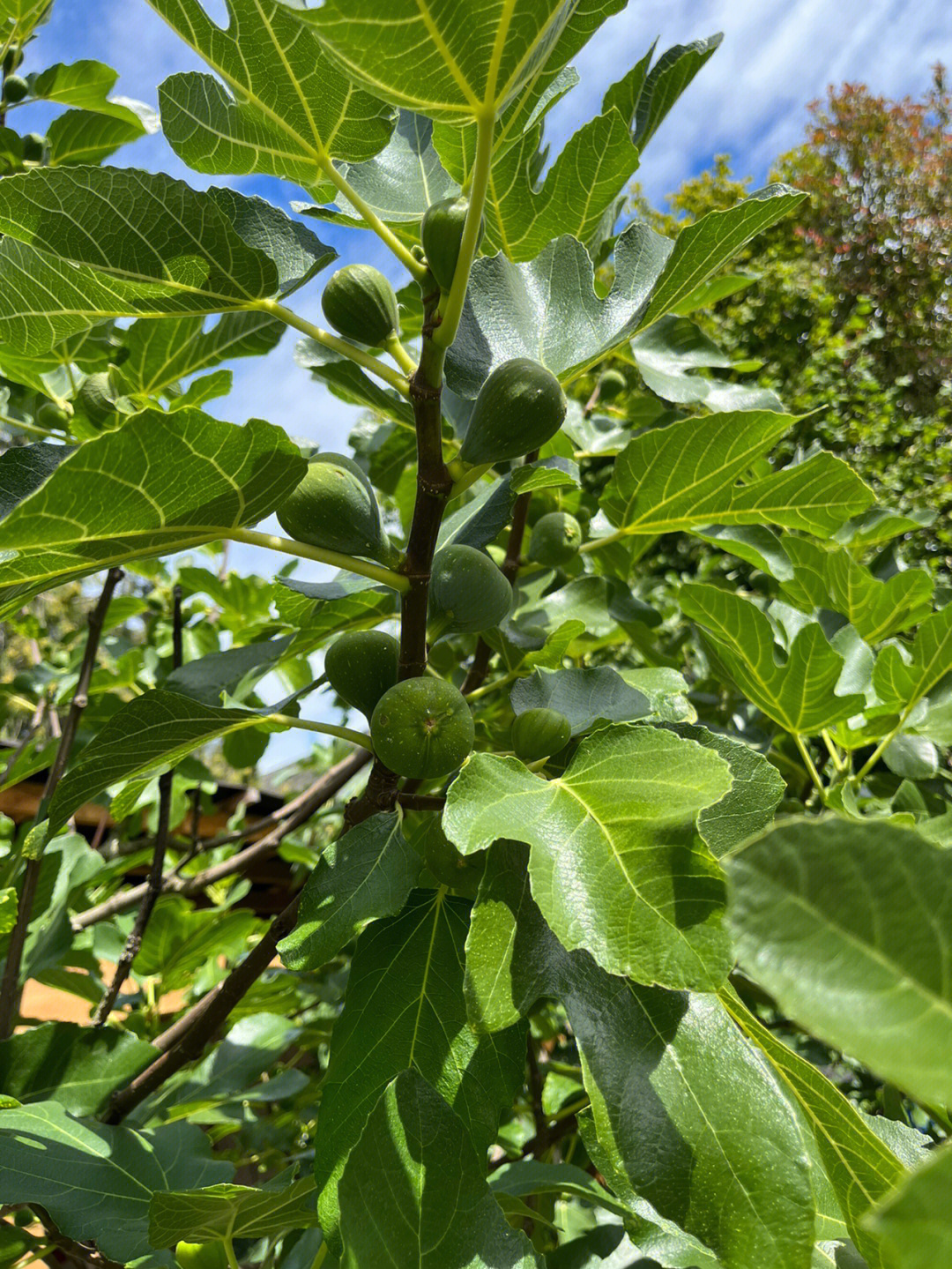 列治文后院的无花果树结满了果子