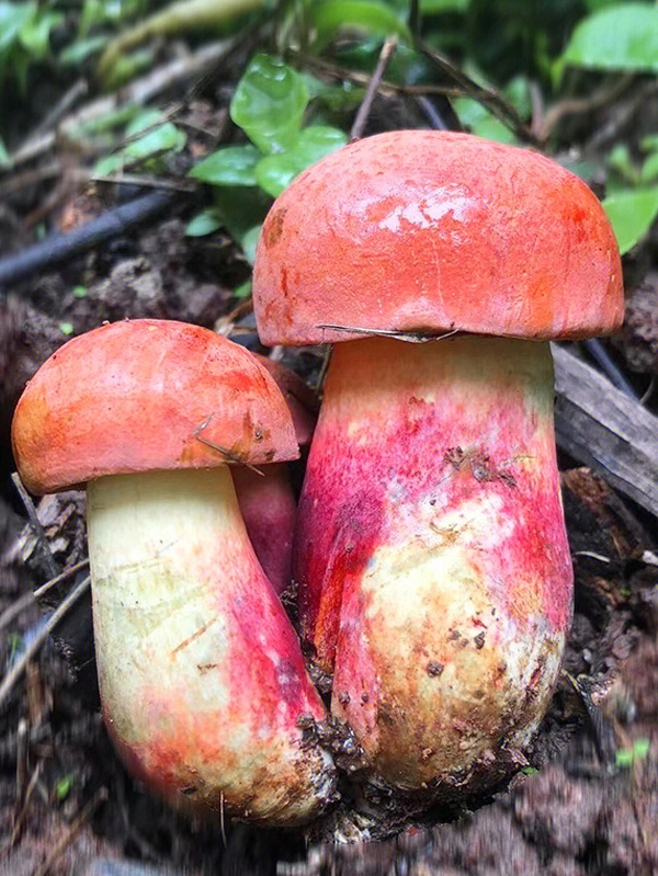 野生菌之炖鸡系列菌子我出你把鸡准备好