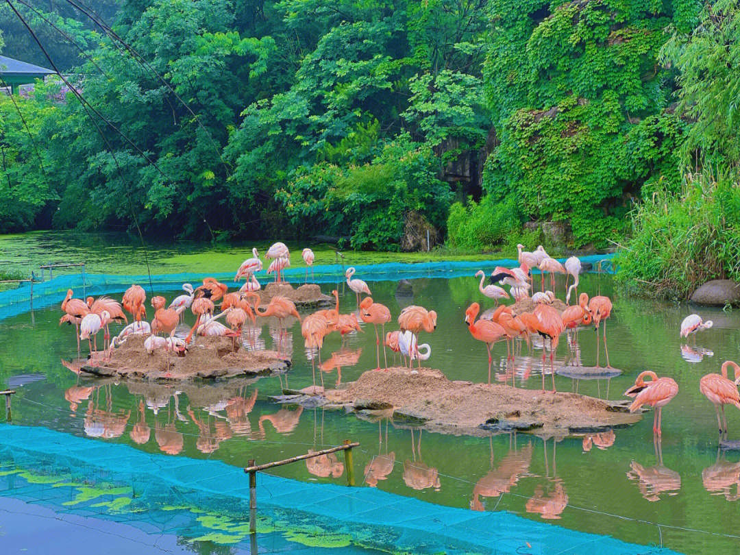 宁波动物园照片图片