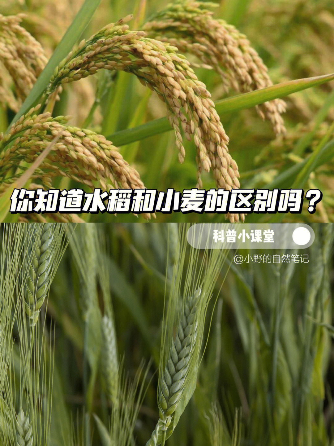 科普小课堂你知道小麦和水稻的区别吗