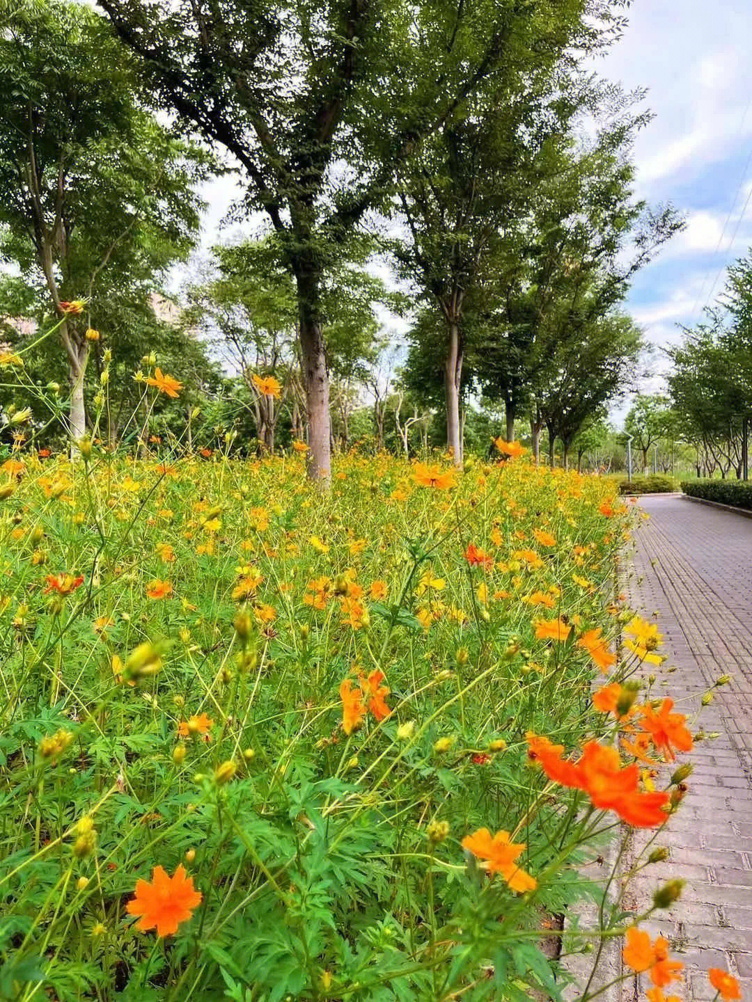 硫华菊叶子图片图片