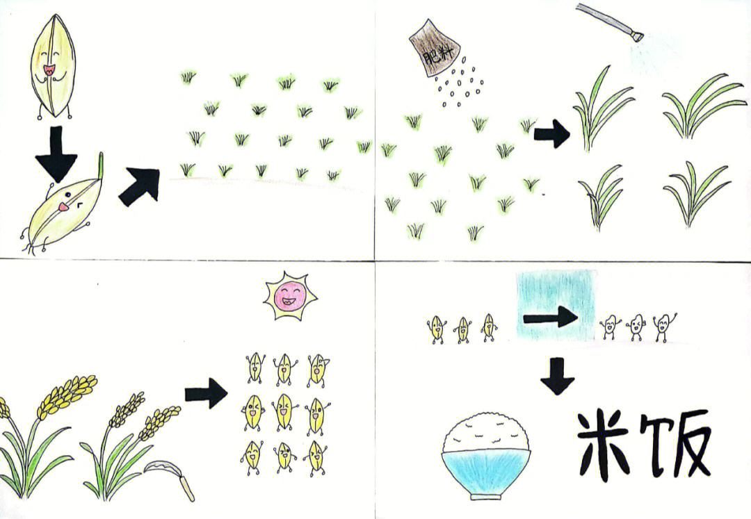 水稻生长过程,从稻谷到米饭的过程
