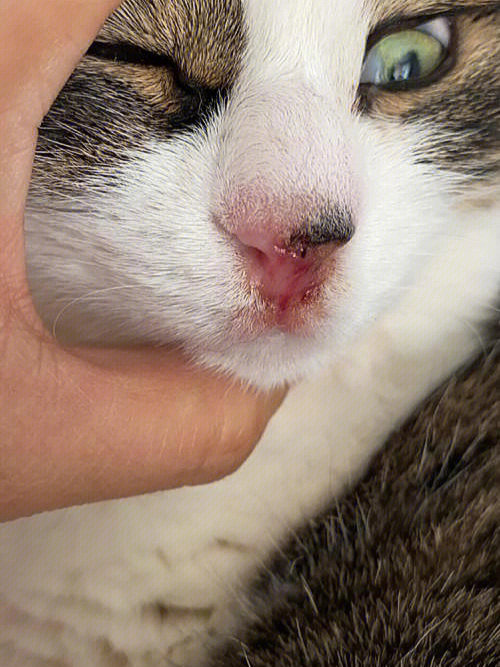 流涎等症状,可能是感染猫疱疹病毒,眼睛用药:博莱得利猫鼻支滴眼液