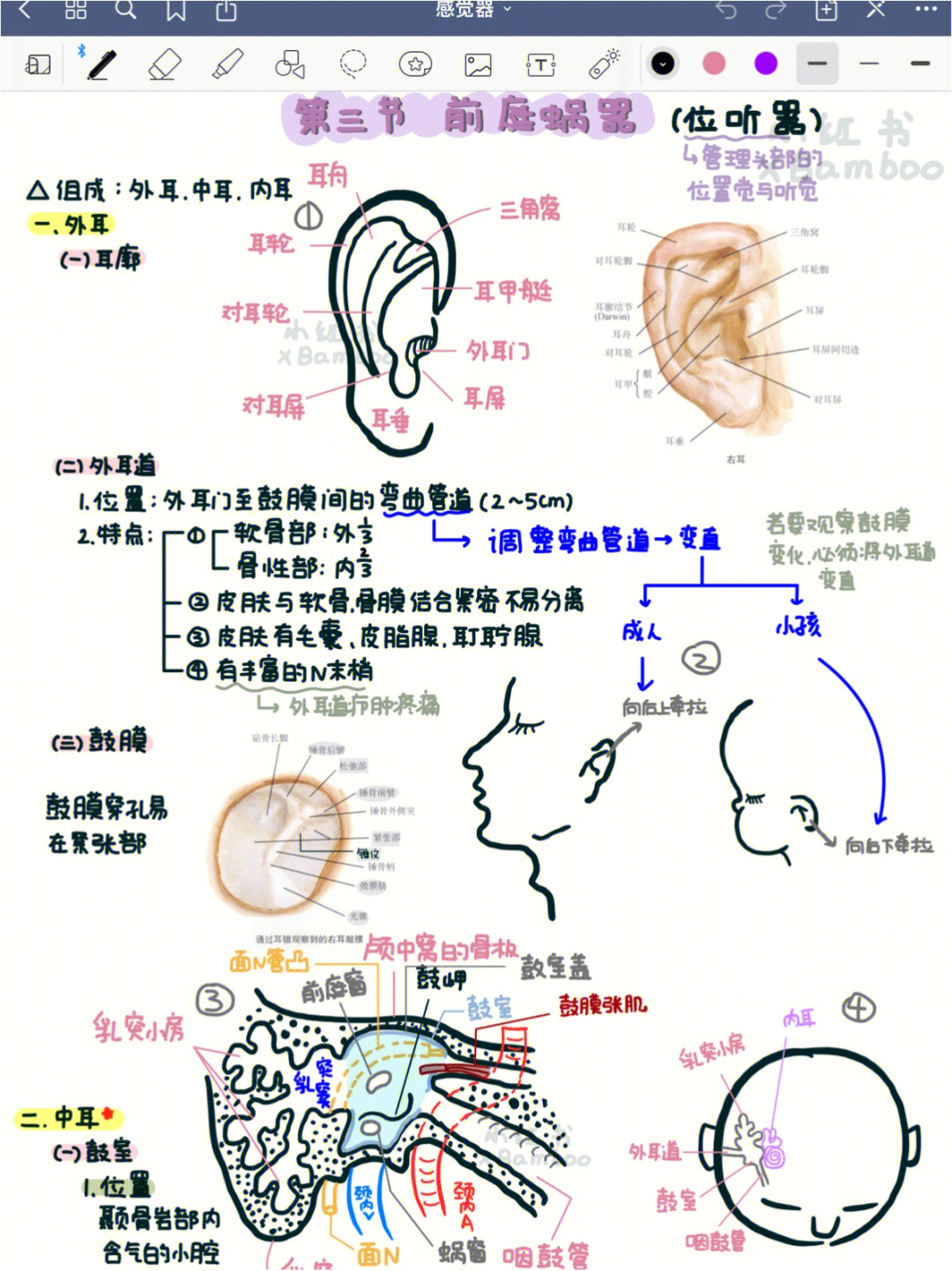前庭蜗器解剖图手绘图图片