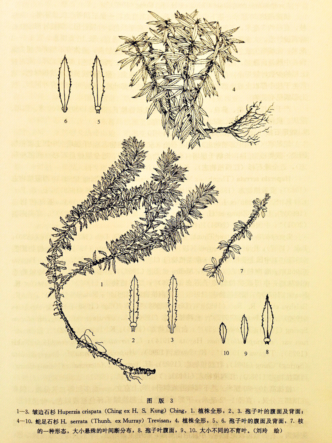 二十年前画的云南植物志蕨类卷刘玲绘