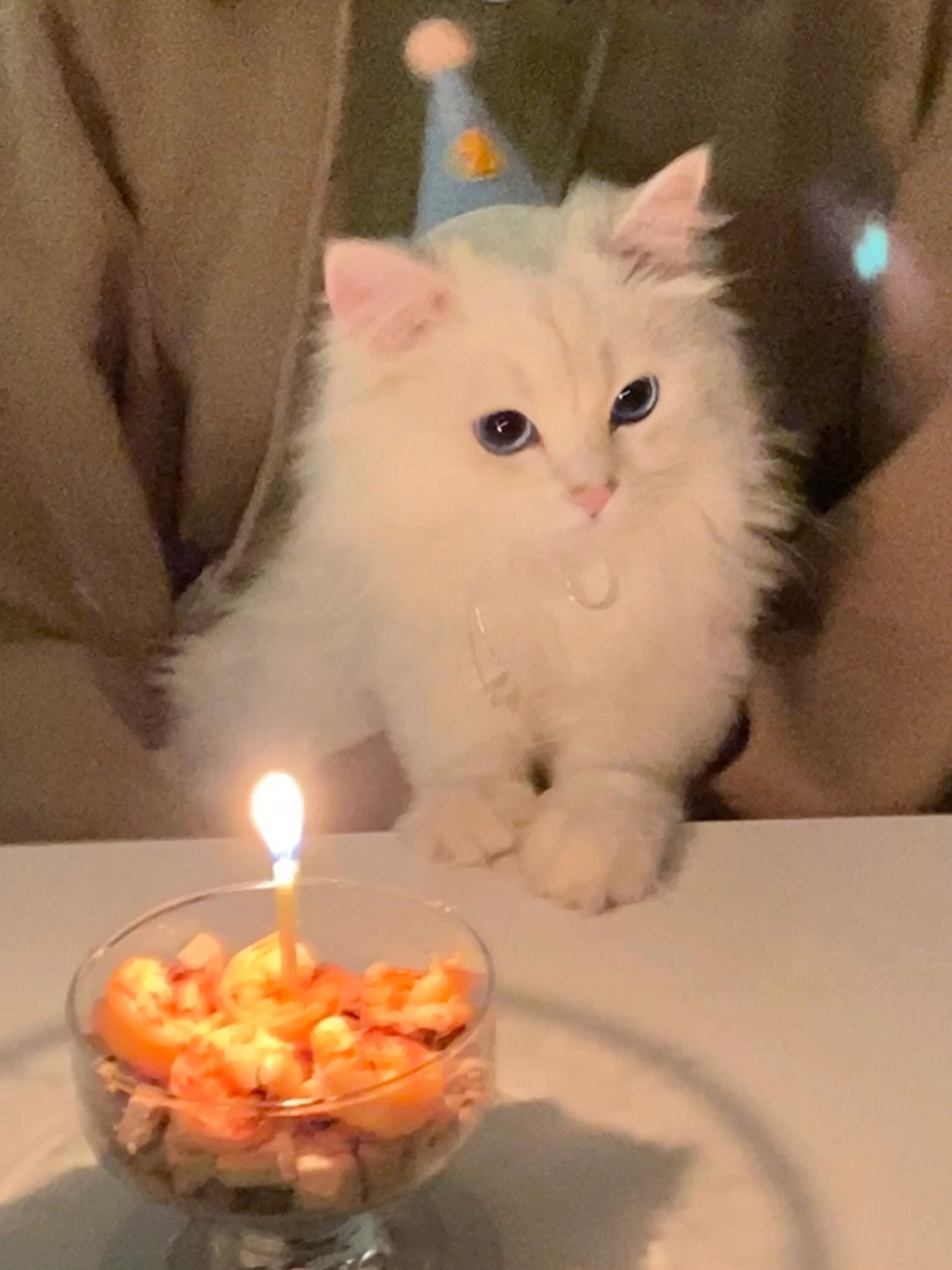 猫猫过生日表情包图片