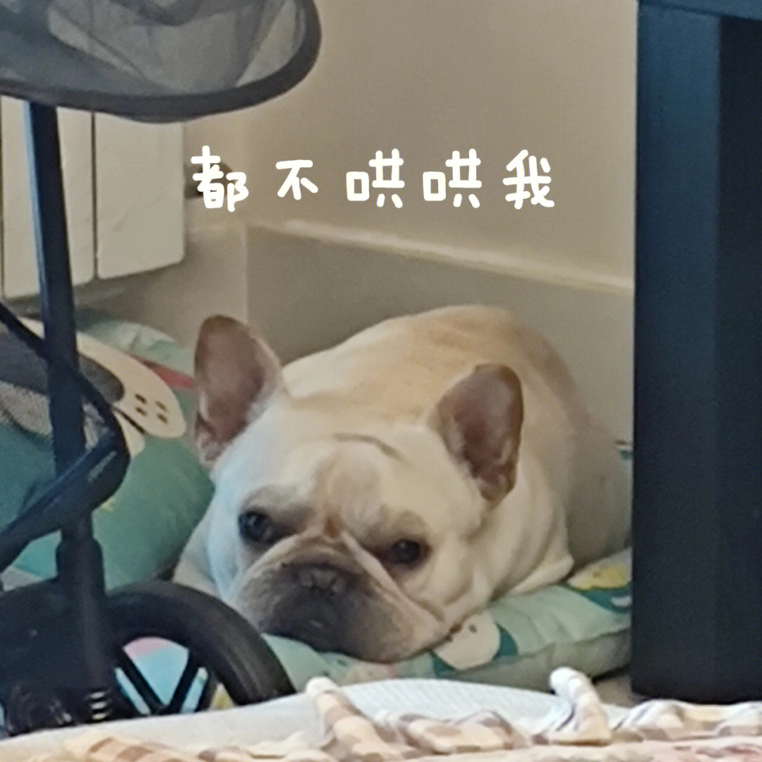 狗子表情包