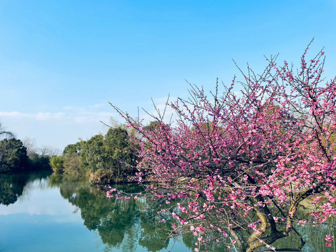 我不允许任何人错过西溪湿地的梅花