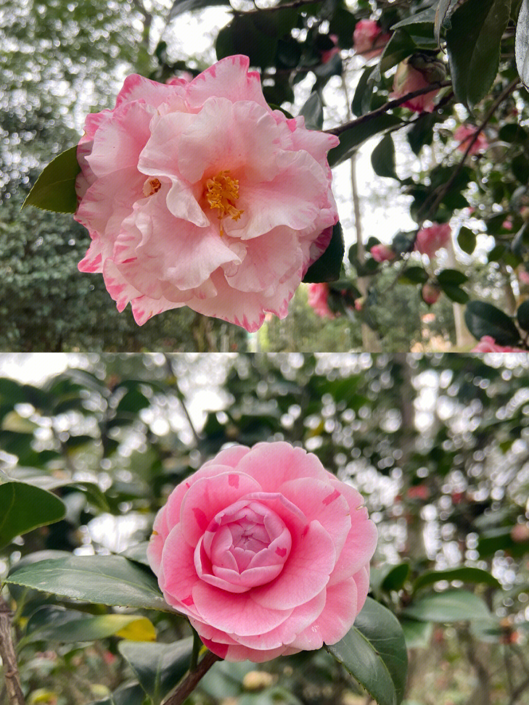 茶花山桶装水图片