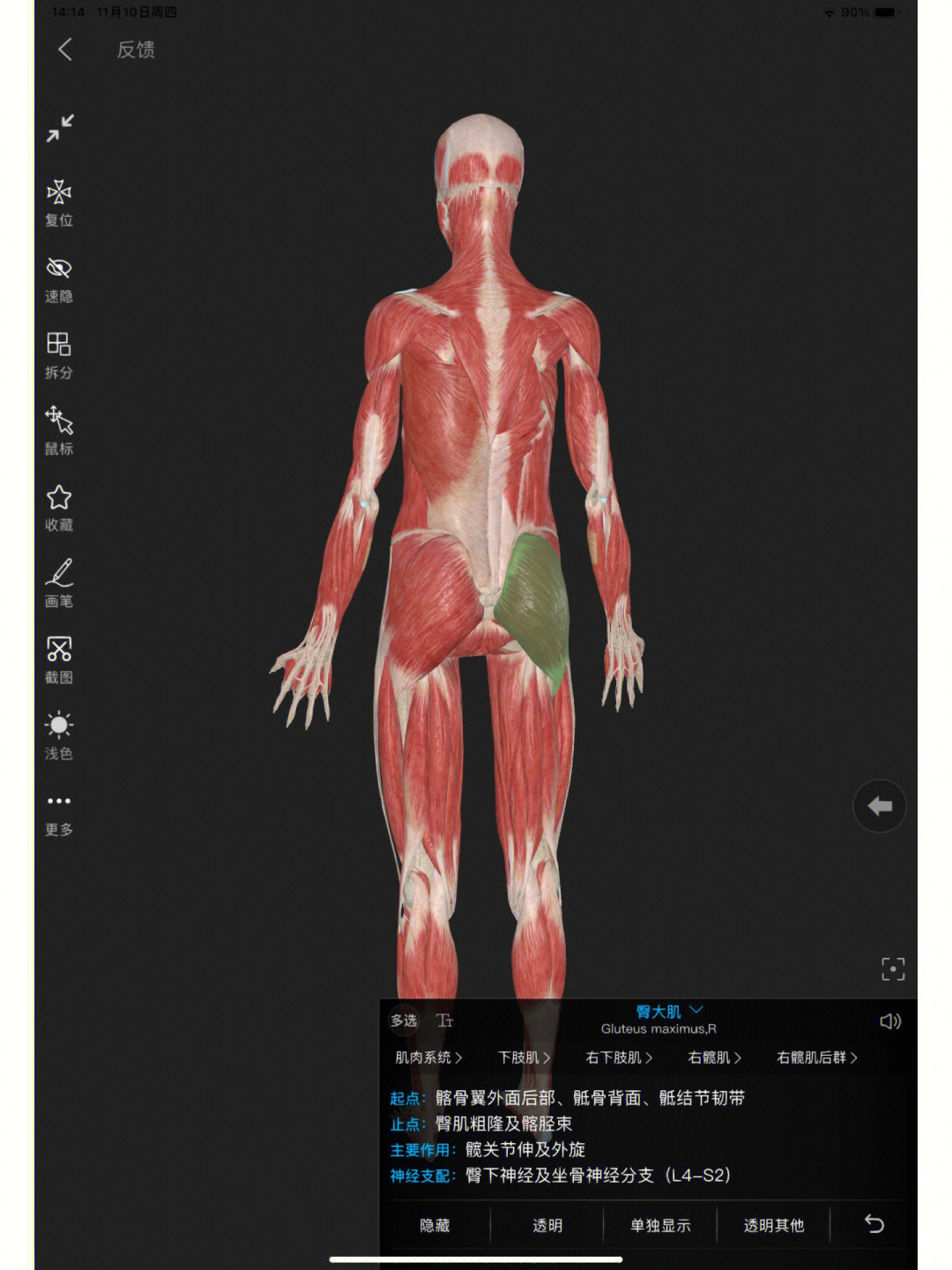 大腿后肌群分布图图片