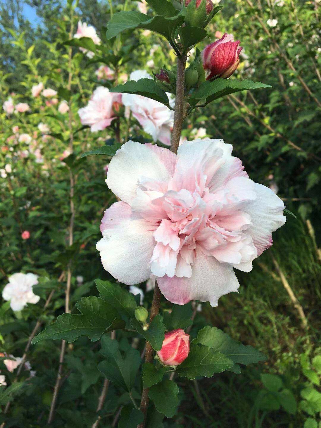 食用木槿花图片大全图片