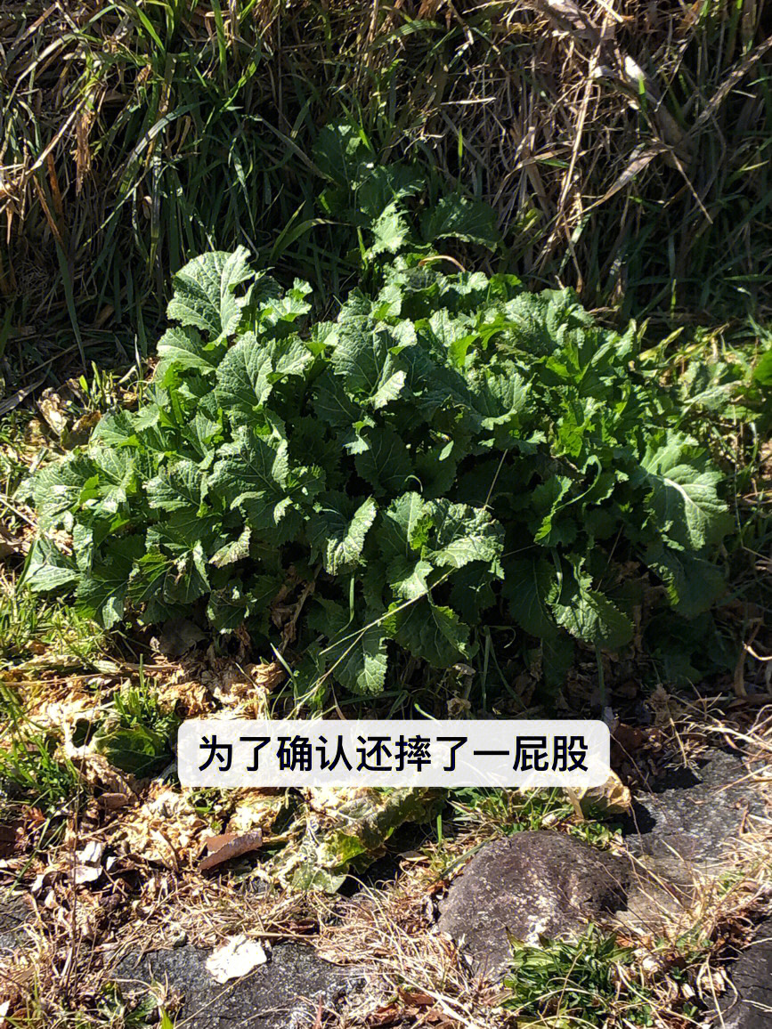 春天来了鸭川边好多野芥菜和野葱,拍照给我妈说是野油菜,春天在河边会