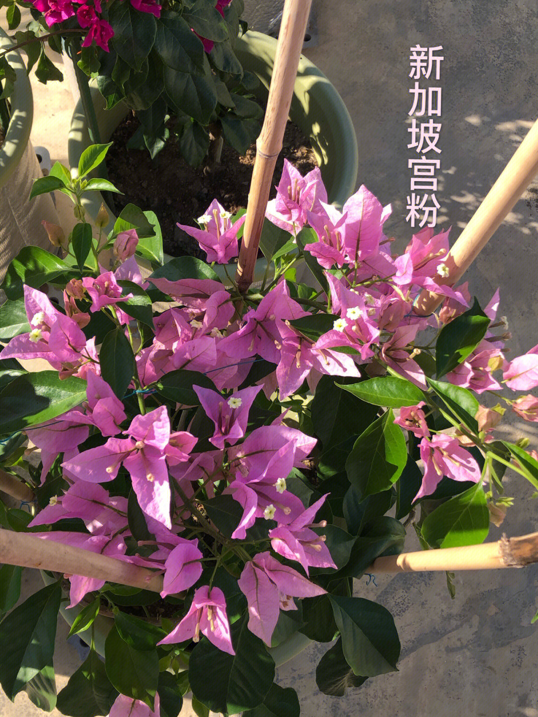 浅茄紫三角梅图片