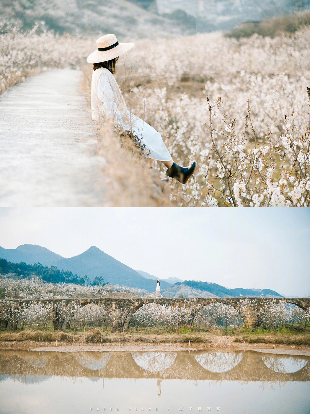 璧山云雾山樱花谷图片