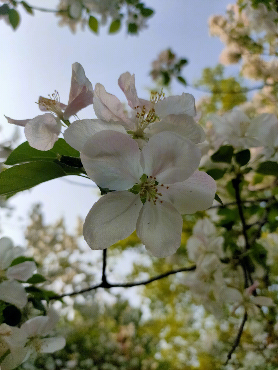 一树梨花压海棠1998图片