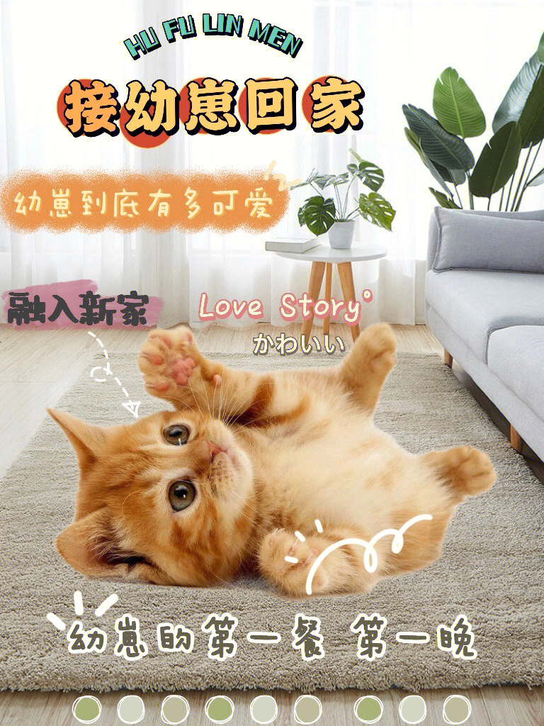 新手养猫之幼崽回家