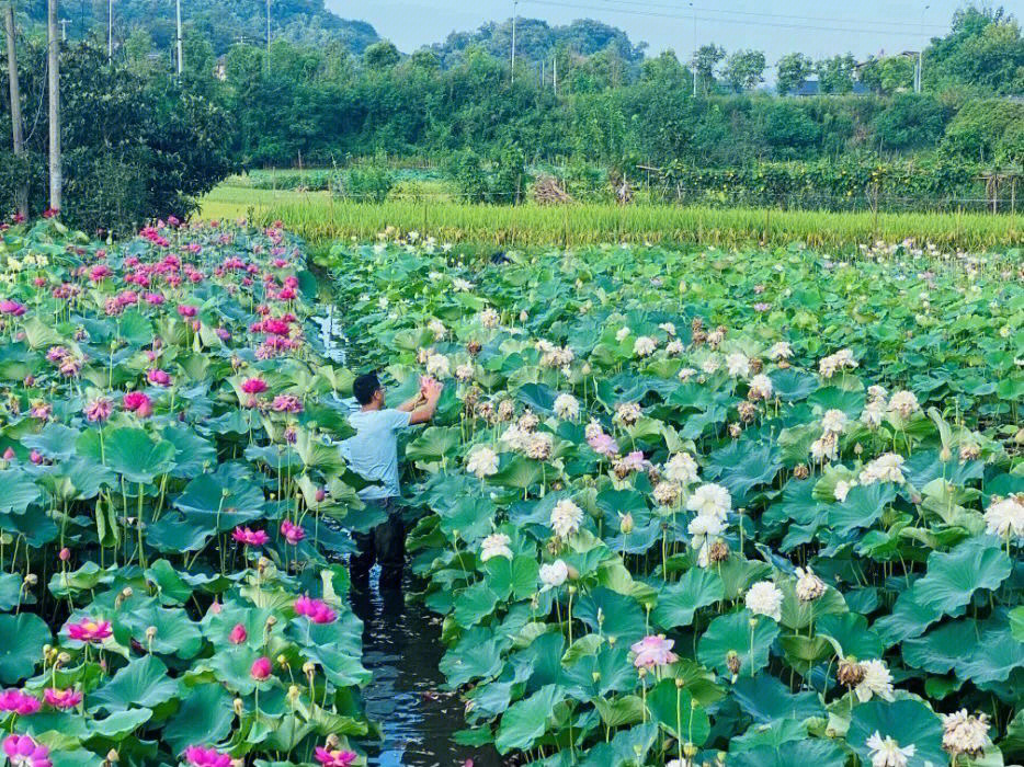 镜湖三百里菡萏发荷花