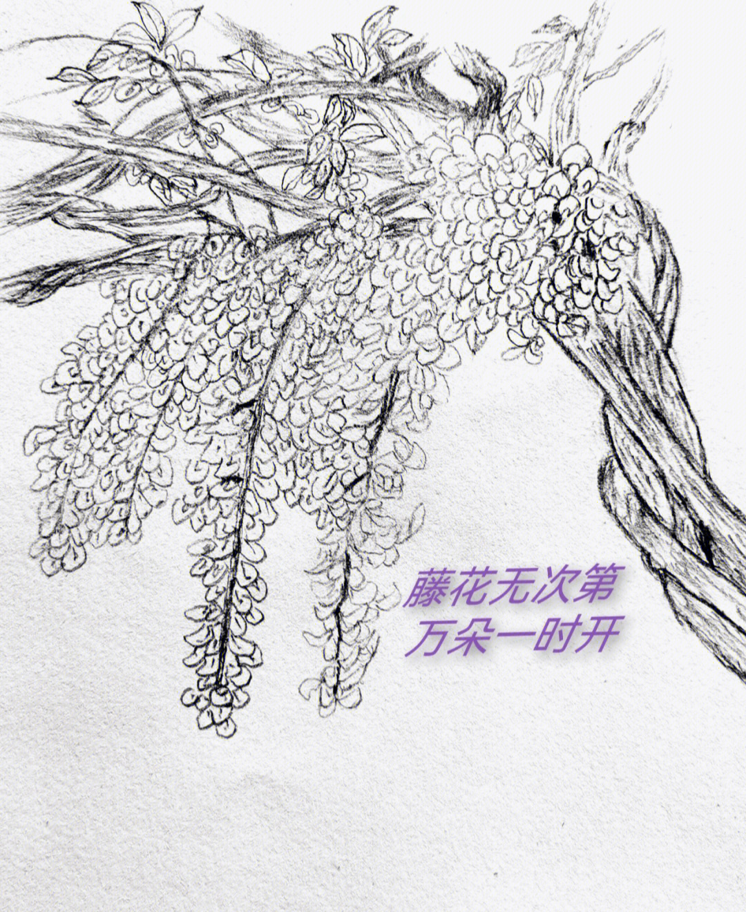 紫藤花种子简笔画图片
