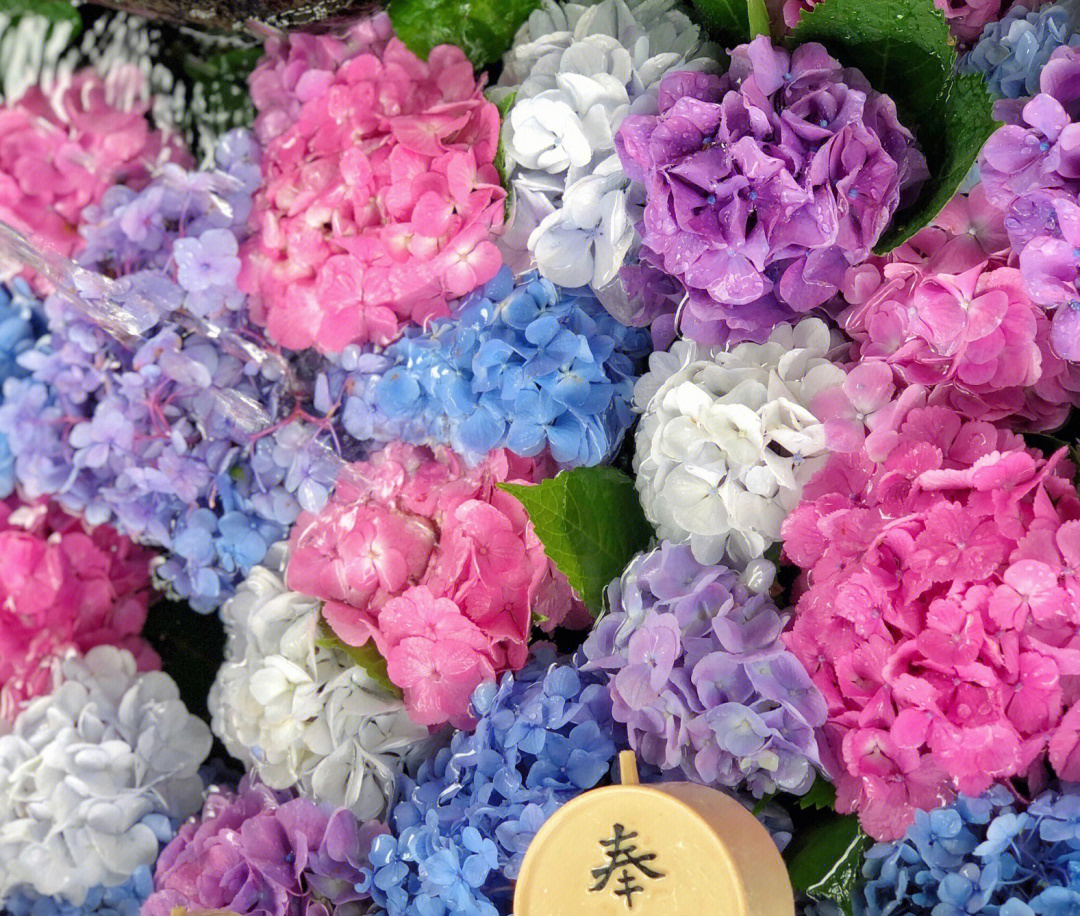 京都藤森神社の紫阳花
