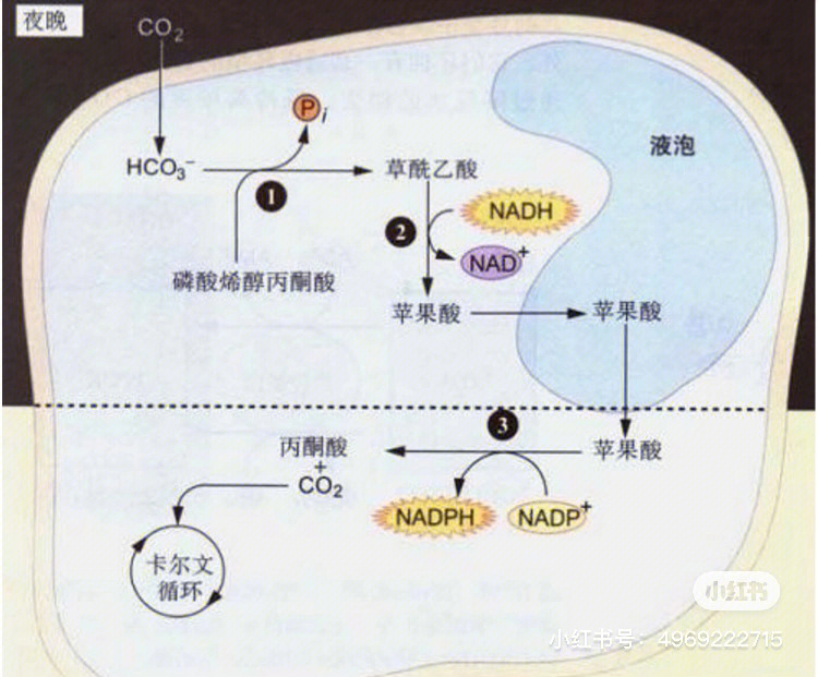 草酰乙酸别名图片