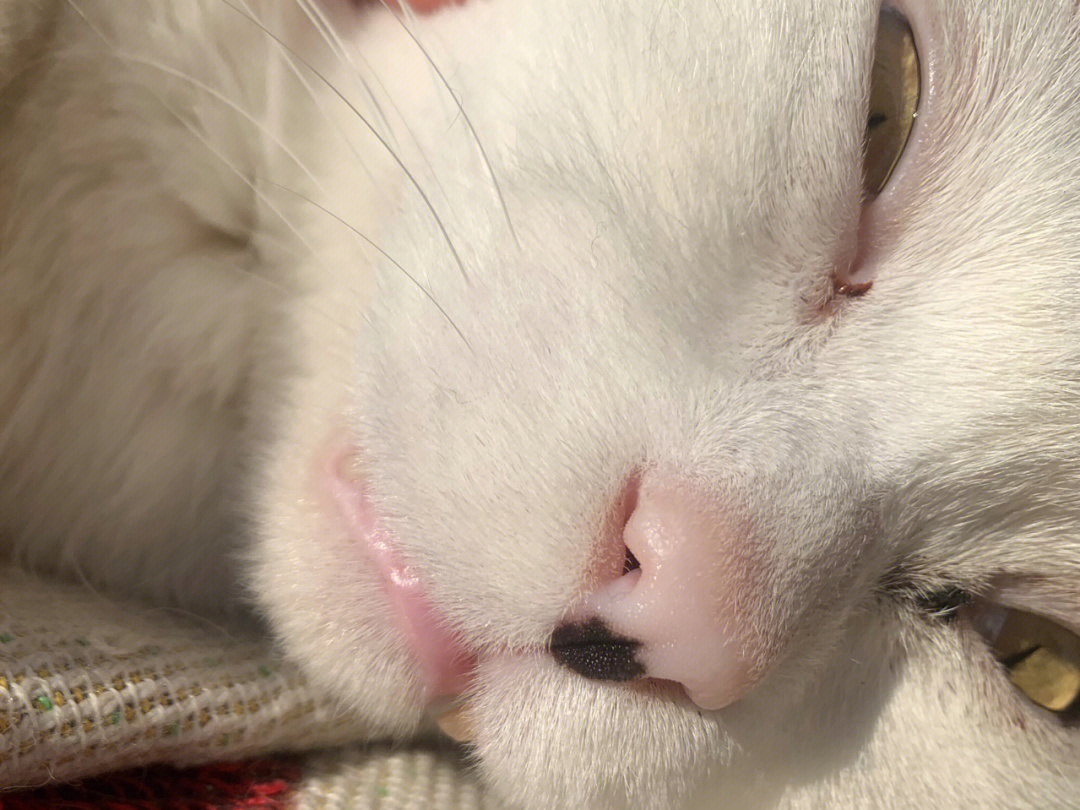 阳光下小猫咪的鼻子是亮晶晶的