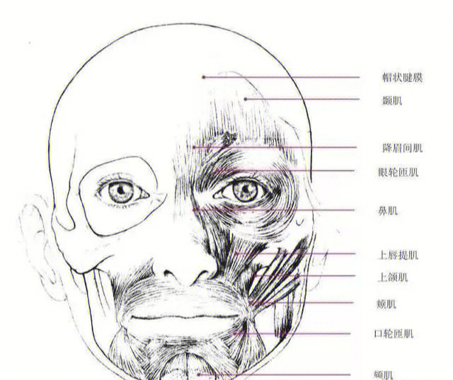 要想画好素描头像就必须得了解头部肌肉结构和头骨