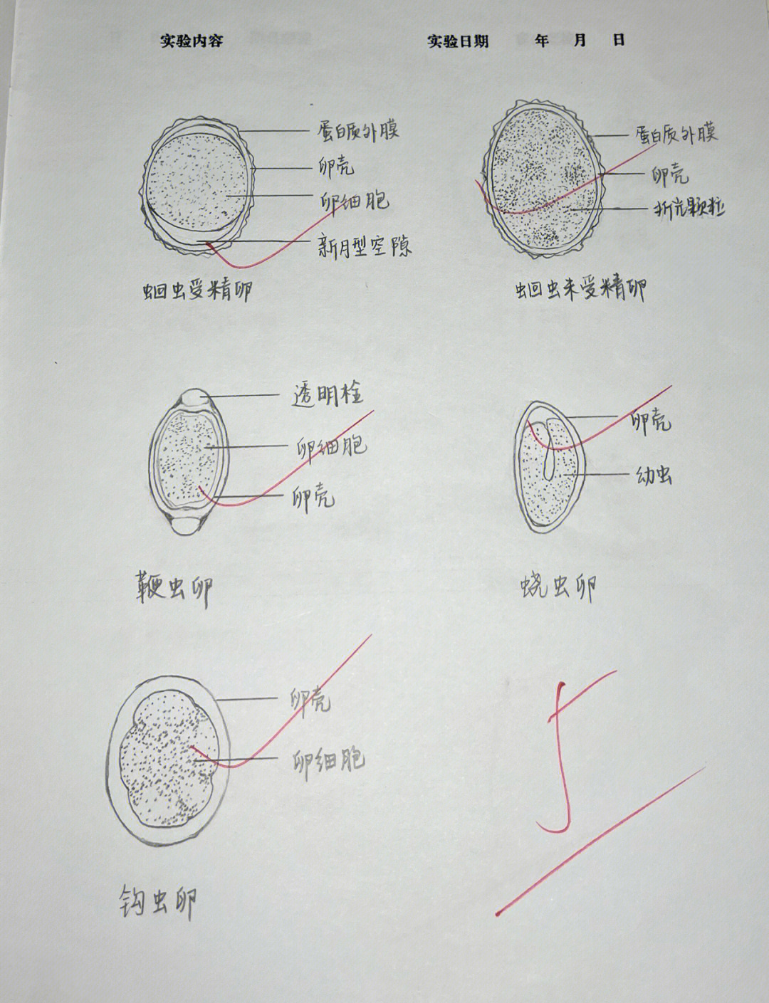 医学寄生虫虫卵手绘