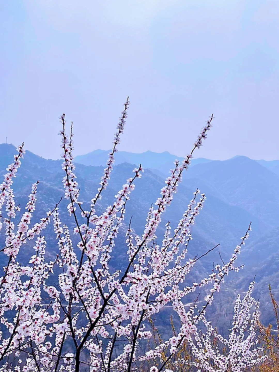 黄花水长城 桃花图片