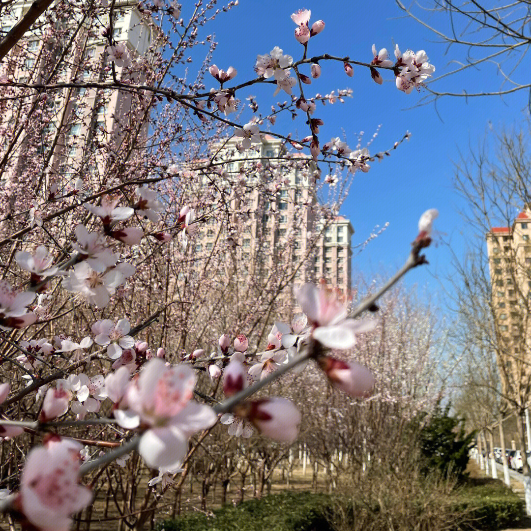 天津春暖花开