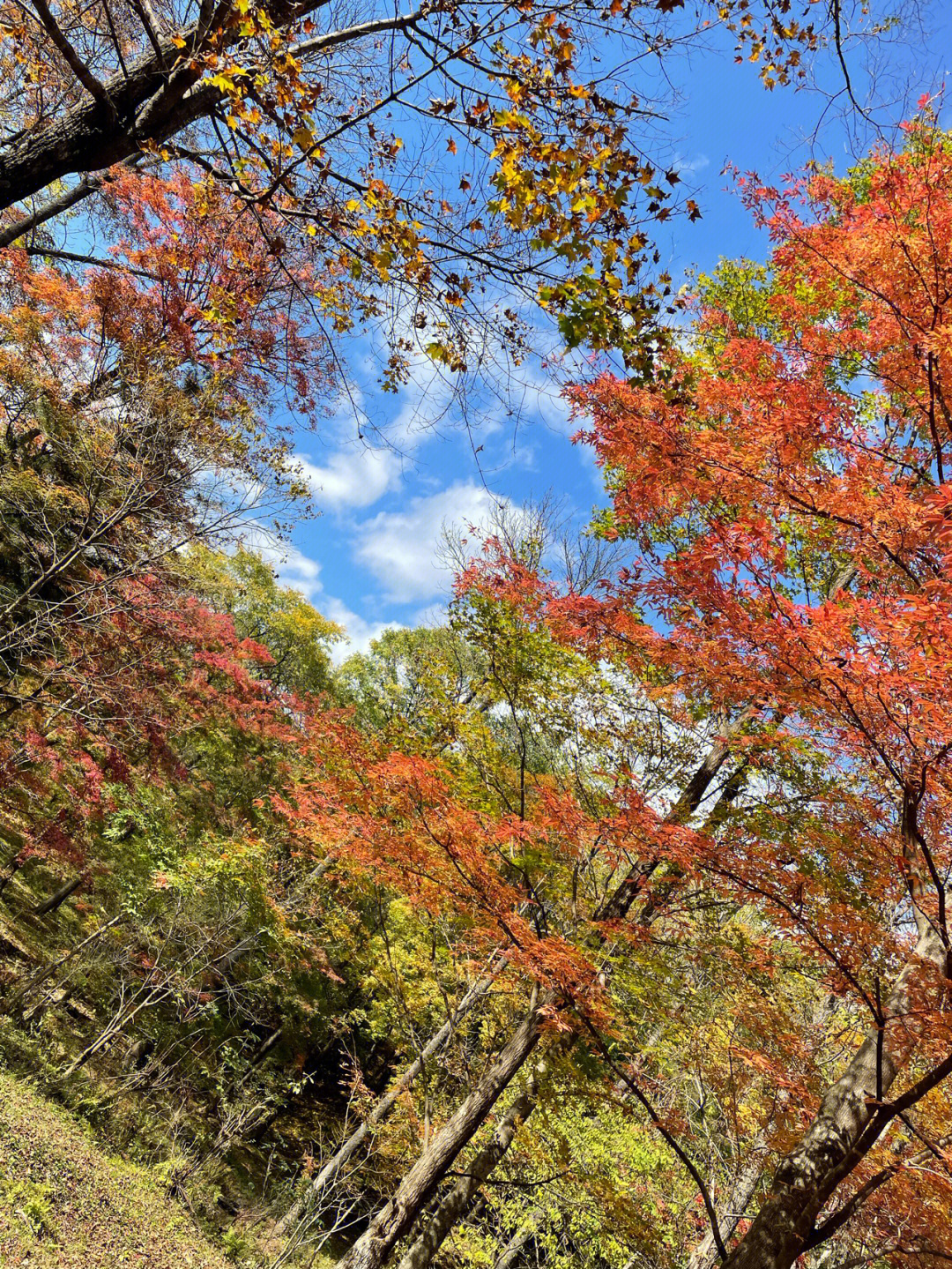 周末去哪儿打卡期待已久的蛟河红叶谷去年来的时候已经是深秋了,真的