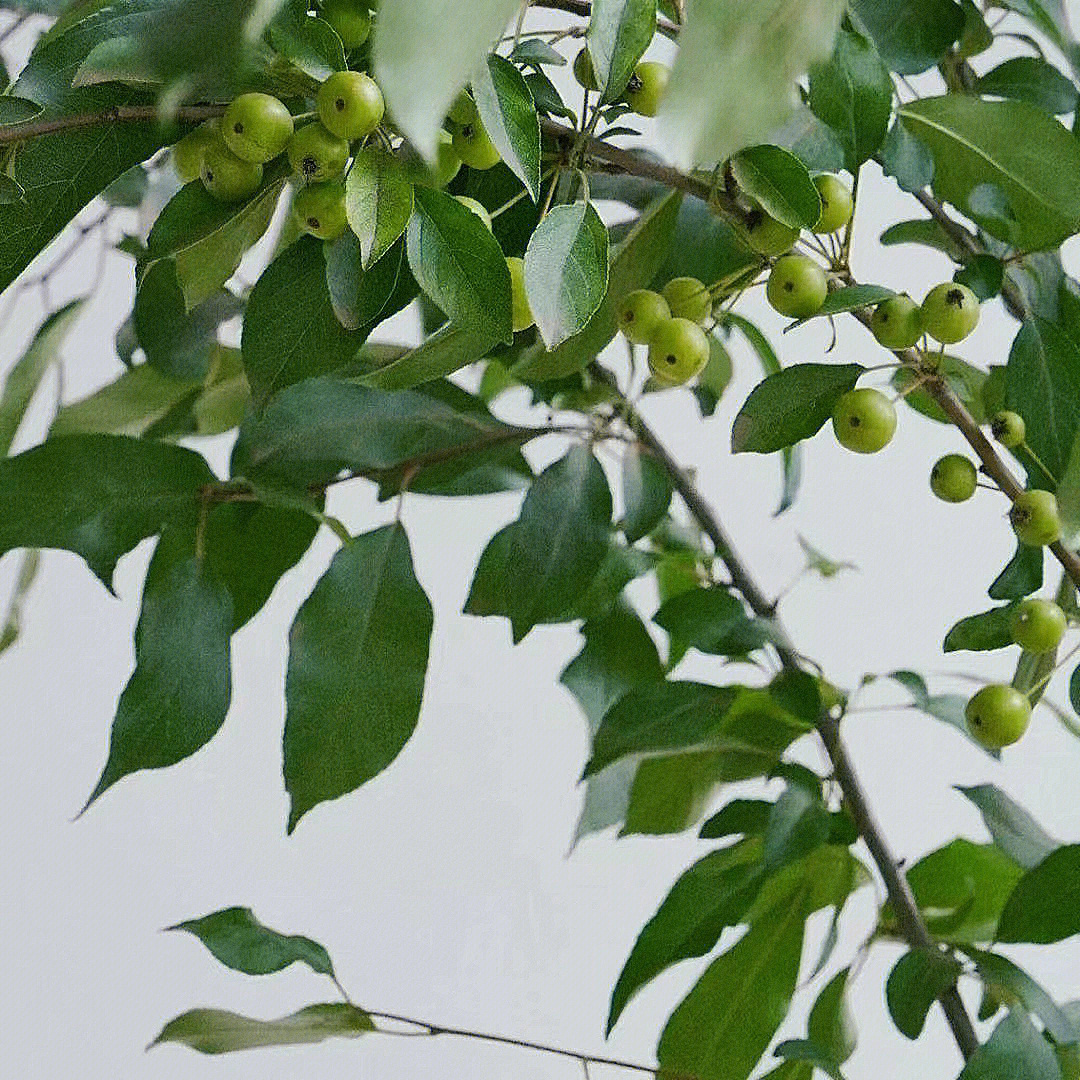 夏日清凉切枝小苹果