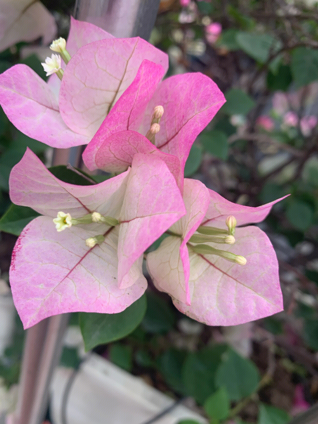 厦门市市花图片