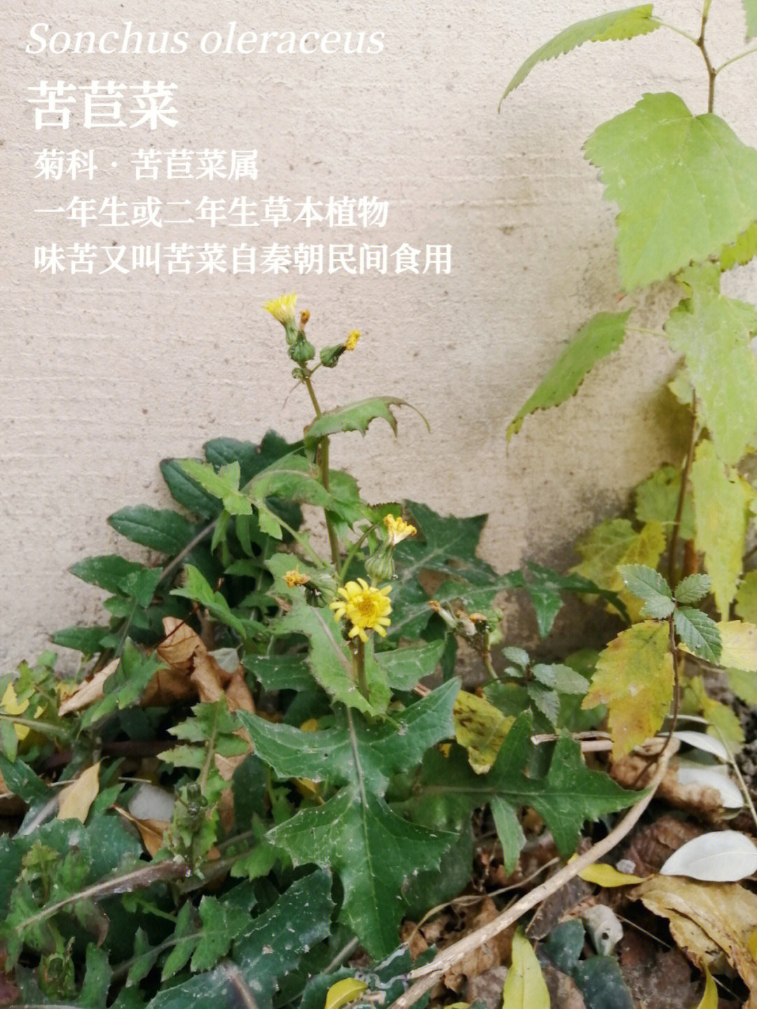 苦荬菜功效图片