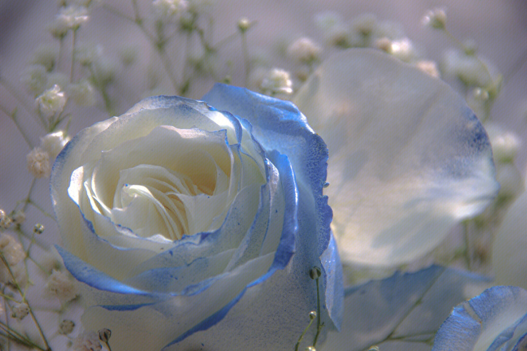 克莱因蓝玫瑰花壁纸图片