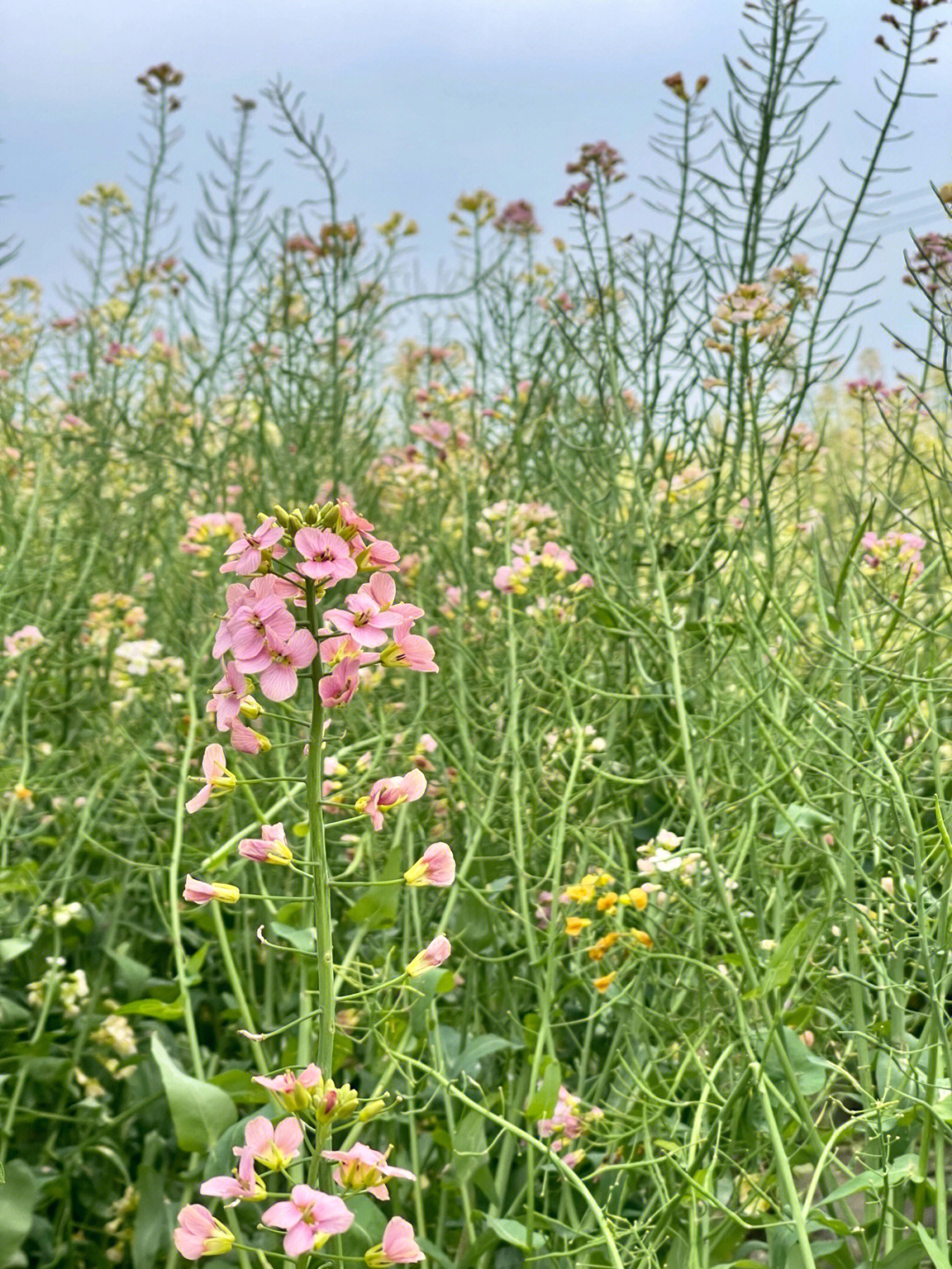 油菜花小时候图片图片