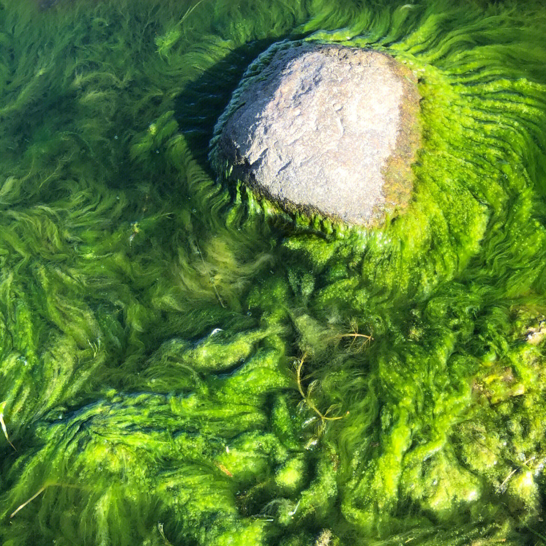 水绵形态图片