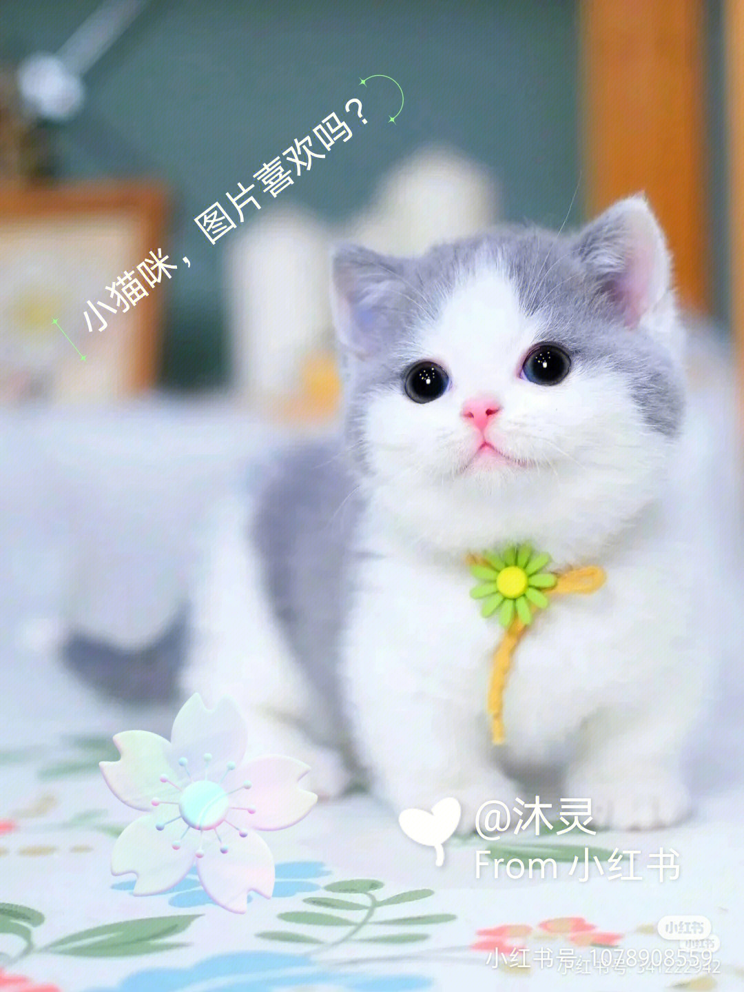 小猫咪的图片