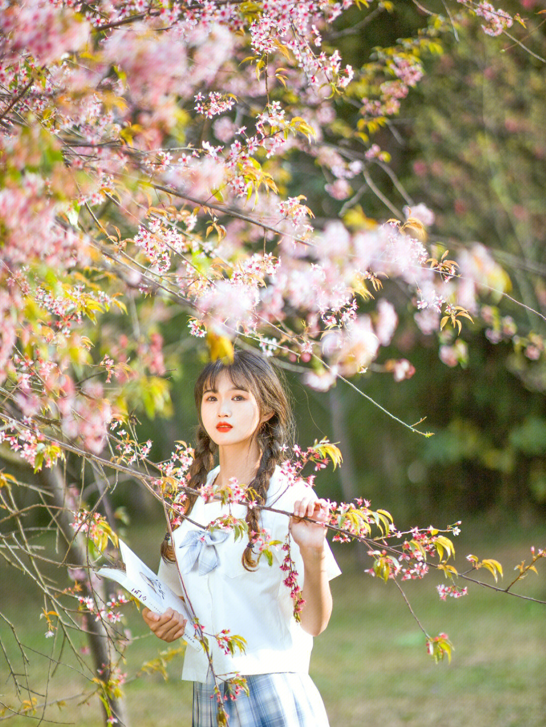 春日限定少女樱花