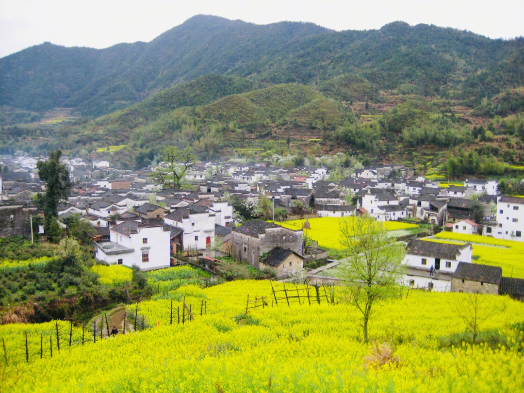 婺源油菜花