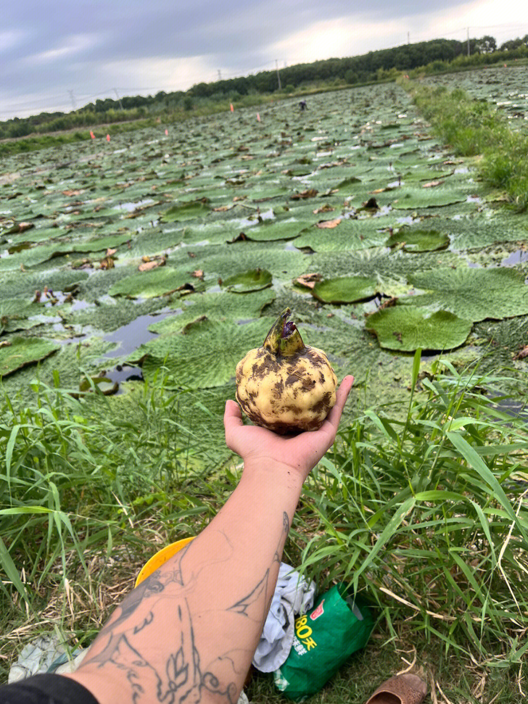 长鸡头米的植物图片图片